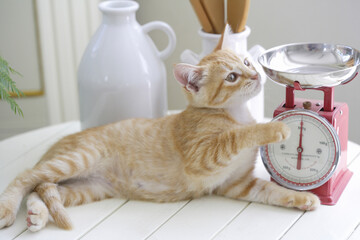 キッチンカウンターでリラックスする子猫