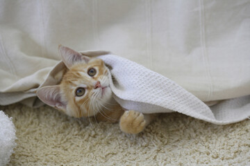 ソファーカバーから顔を出す子猫