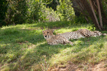 Naklejka na ściany i meble cheetah lying down in the grass peering over its territory for prey