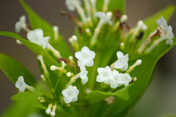 ホウライアオキ（蓬莱青木）の花、別名：Rauwolfia verticillata Baill、レセルピンを含む、根は漢方原料になる、日本、秋