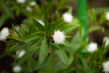 ホソバオケラ、学名： ATRACTYLODIS LANCEAE RHIZOMA、英名：Atractylodes Lancea...