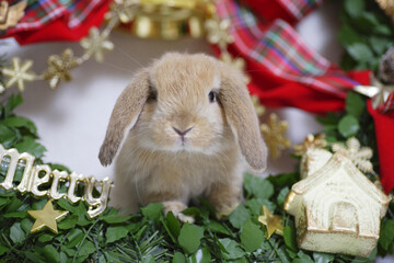 ウサギさんのクリスマス