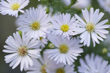 庭に咲く白い孔雀草の花