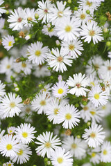 Obraz premium 庭に咲く白い孔雀草の花