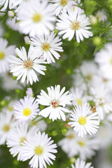 Obraz na płótnie Canvas 庭に咲く白い孔雀草の花