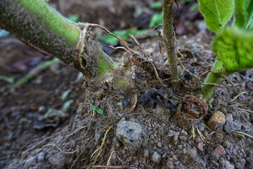 Tobacco tree view from bottom corner, Wallpaper
