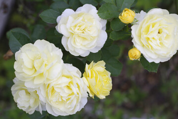 庭に咲く黄色のバラ