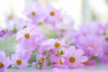 窓辺に飾られた薄紅色のコスモス © Paylessimages