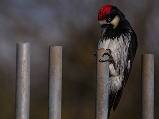 Acorn woodpecker stashing acorn in hallow metal pole © Eric Buell