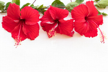 colorful red flowers hibiscus local flora of asia arrangement flat lay postcard style on background white wooden