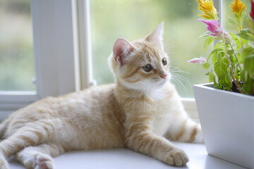 窓辺に飾られたケイトウの花と子猫