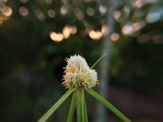 Beautiful Flower on blur effect Background