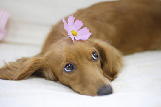 ダックスとコスモスの花
