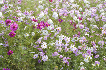 満開のコスモス畑