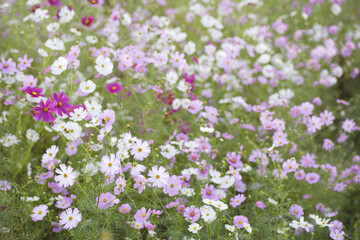 満開のコスモス畑