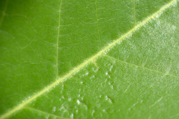 Abstract green leaf texture background with natural light.