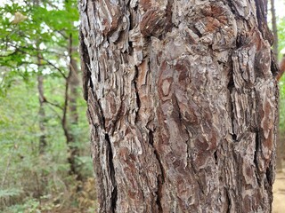 tree bark texture