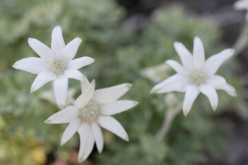 フランネルフラワー