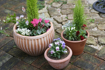 ガーデニング寄せ植え