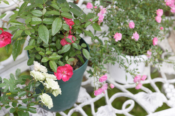 ガーデニング薔薇のコンテナ