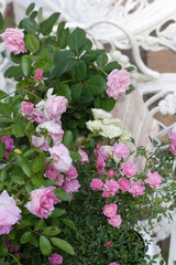 ガーデニング薔薇のコンテナ