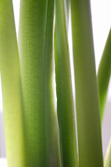 観葉植物グリーン