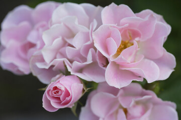 ピンク色のバラの花