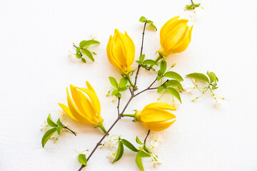 yellow flowers ylang ylang local flora of asia arrangement flat lay postcard style on background white wooden