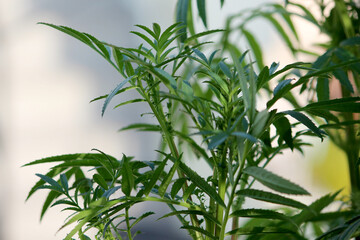 marigold flower plant background