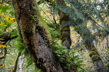 greenery growing out of a live tree in the rainforest