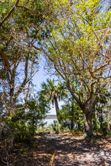 Fototapeta premium treeline on the beach