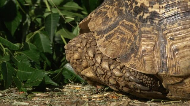 Close Up Of Tortoise Poking Head Out Of Body. Low Angle, Close Up