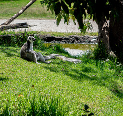 lemur chilling