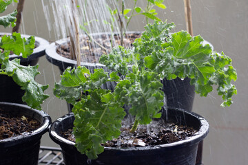 Water the kale in a pot. Kale is superfood.