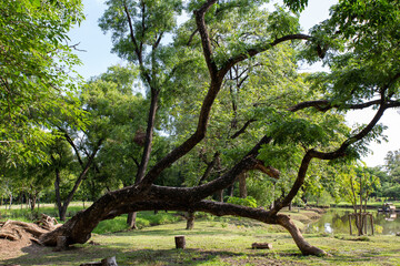 A large tree almost tilted to the ground.