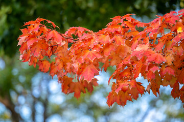 autumn, fall, red autumn leaves