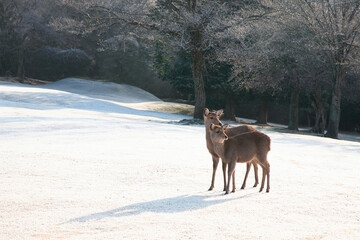 霜の奈良公園
