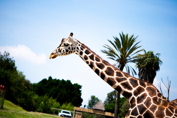 giraffe in the wild
