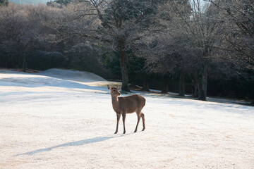 霜の奈良公園