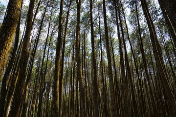 View of the Kragilan Jogja pine tree from the bottom corner, Wallpaper