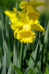 ラッパスイセン