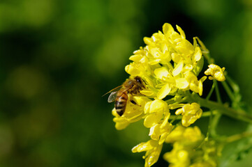 ミツバチと菜の花