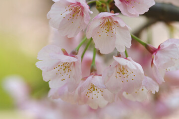 Fototapeta premium ヒカンザクラ