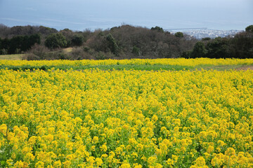 菜の花畑
