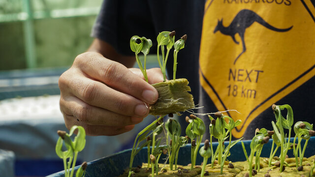 A Man Holding A Rock Wool With Hydroponic Plants.