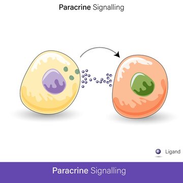 Vector Of Paracrine Cell Signaling By Hormone Molecules