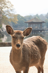 奈良公園の鹿