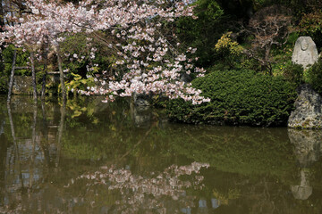 清水寺境内の桜