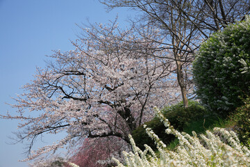 Fototapeta premium 鴨川堤の桜