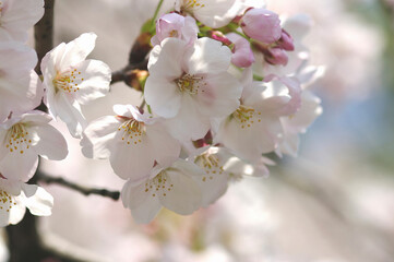 Obraz premium さくら